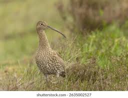 Attēlu rezultāti vaicājumam “Numenius arquata adult”