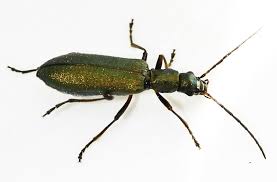 Attēlu rezultāti vaicājumam “Oedemera femorata”