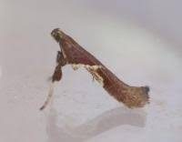 Attēlu rezultāti vaicājumam “Caloptilia stigmatella”