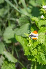 Attēlu rezultāti vaicājumam “Anthocharis cardamines male”
