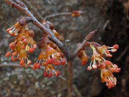 Attēlu rezultāti vaicājumam “Ulmus laevis flower”