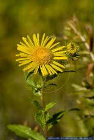 Attēlu rezultāti vaicājumam “Inula britannica”