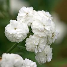 Image result for Achillea Ptarmica