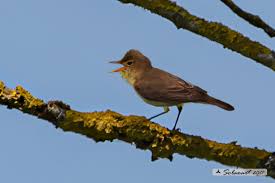 Image result for Hippolais polyglotta