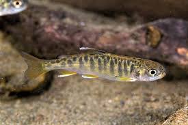 Image result for Oncorhynchus tshawytscha