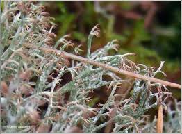 Attēlu rezultāti vaicājumam “Cladonia ciliata”