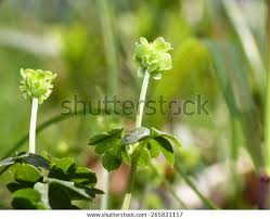 Attēlu rezultāti vaicājumam “Adoxa moschatellina”