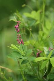 Attēlu rezultāti vaicājumam “Lathyrus niger leaf”