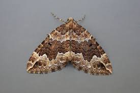 Attēlu rezultāti vaicājumam “Lampropteryx suffumata”