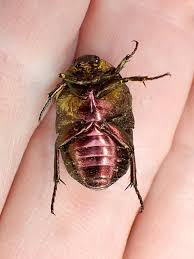 Attēlu rezultāti vaicājumam “Potosia cuprea”