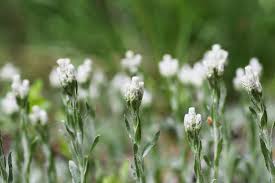 Attēlu rezultāti vaicājumam “Antennaria dioica leaf”