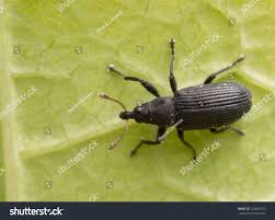 Attēlu rezultāti vaicājumam “Magdalis sp.”