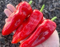 Afbeeldingsresultaat voor biker billy jalapeno hot pepper