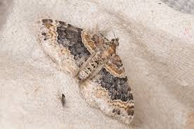 Attēlu rezultāti vaicājumam “Xanthorhoe ferrugata”