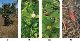 Attēlu rezultāti vaicājumam “Mespilus germanica leaf”