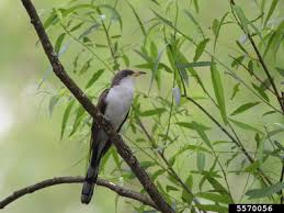 Image result for Coccyzus erythropthalmus