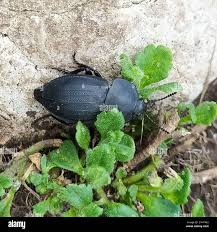 Attēlu rezultāti vaicājumam “Silpha obscura larva”