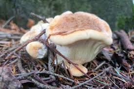 Attēlu rezultāti vaicājumam “Bondarzewia mesenterica”