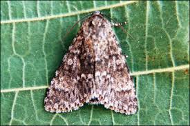 Attēlu rezultāti vaicājumam “Acronicta megacephala”