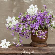 Attēlu rezultāti vaicājumam “Hesperis matronalis bud”