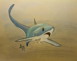 Image result for Alopias pelagicus