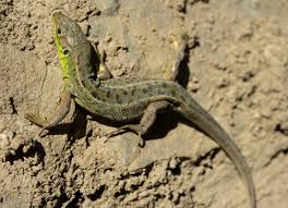 Attēlu rezultāti vaicājumam “Lacerta agilis male”