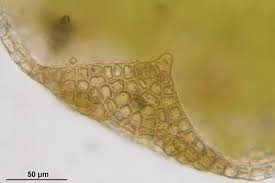 Attēlu rezultāti vaicājumam “Frullania tamarisci macro”