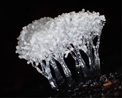 Attēlu rezultāti vaicājumam “Colloderma oculatum spores”