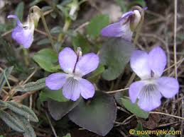 Attēlu rezultāti vaicājumam “Viola rupestris flower”