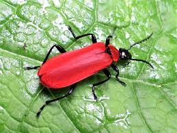 Attēlu rezultāti vaicājumam “Pyrochroa coccinea”