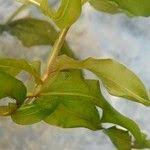 Attēlu rezultāti vaicājumam “Potamogeton praelongus”