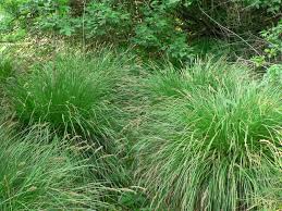 Attēlu rezultāti vaicājumam “Carex loliacea”
