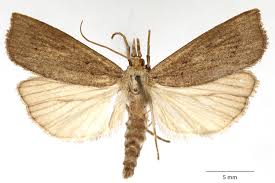 Attēlu rezultāti vaicājumam “Calamotropha paludella”