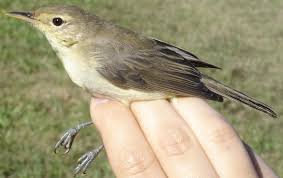 Image result for Hippolais polyglotta