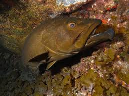 Image result for Mycteroperca olfax