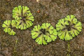 Attēlu rezultāti vaicājumam “Marchantiopsida”