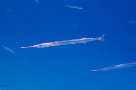 Attēlu rezultāti vaicājumam “Belone belone”