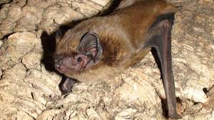 Attēlu rezultāti vaicājumam “Nyctalus leisleri”