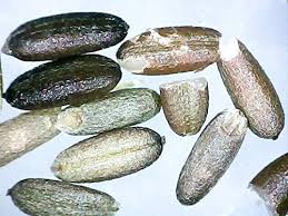 Attēlu rezultāti vaicājumam “Glyceria fluitans fruit”