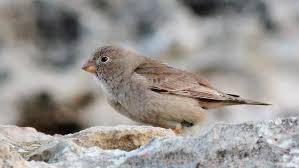 Image result for Bucanetes githagineus