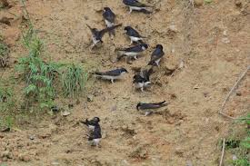 Attēlu rezultāti vaicājumam “Delichon urbicum juvenile”