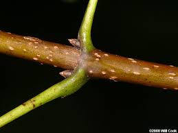 Attēlu rezultāti vaicājumam “Acer saccharinum bud”