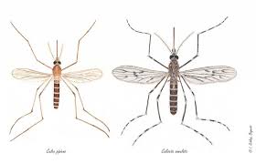 Attēlu rezultāti vaicājumam “Culex pipiens female”