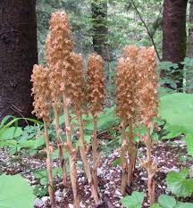 Attēlu rezultāti vaicājumam “Neottia nidus-avis bud”