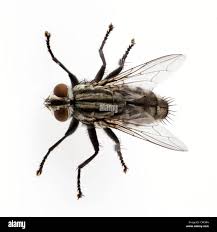 Attēlu rezultāti vaicājumam “Sarcophaga carnaria”