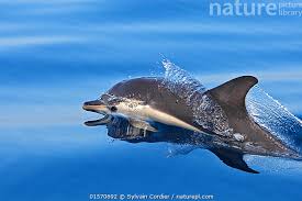 Image result for Stenella coeruleoalba