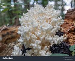 Attēlu rezultāti vaicājumam “Hericium coralloides”