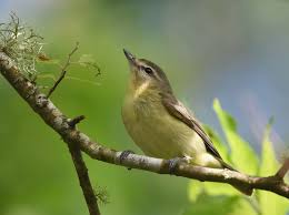 Image result for Vireo philadelphicus
