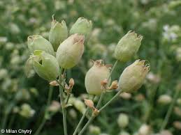 Attēlu rezultāti vaicājumam “Silene vulgaris bud”