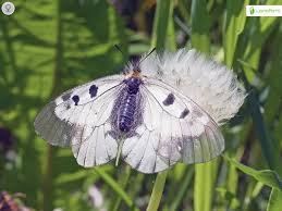 Attēlu rezultāti vaicājumam “Parnassius mnemosyne upperside”